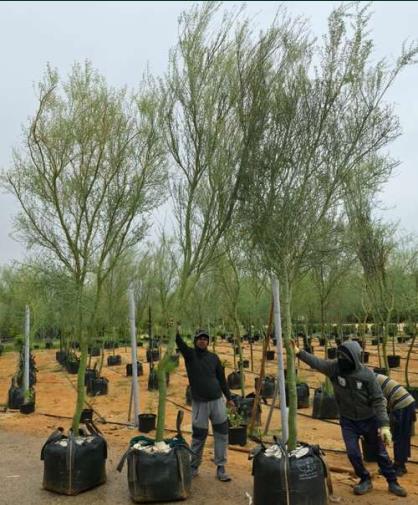 Al Kharj Nursery Workers and Mature Trees