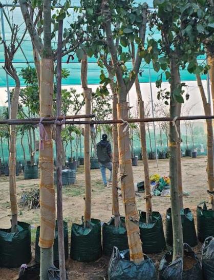 Egypt Nursery Export Base with Mature Trees in Bags