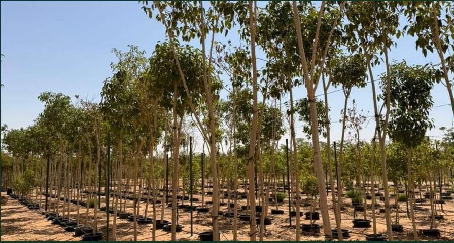 Nasaah Nursery Field with Trees