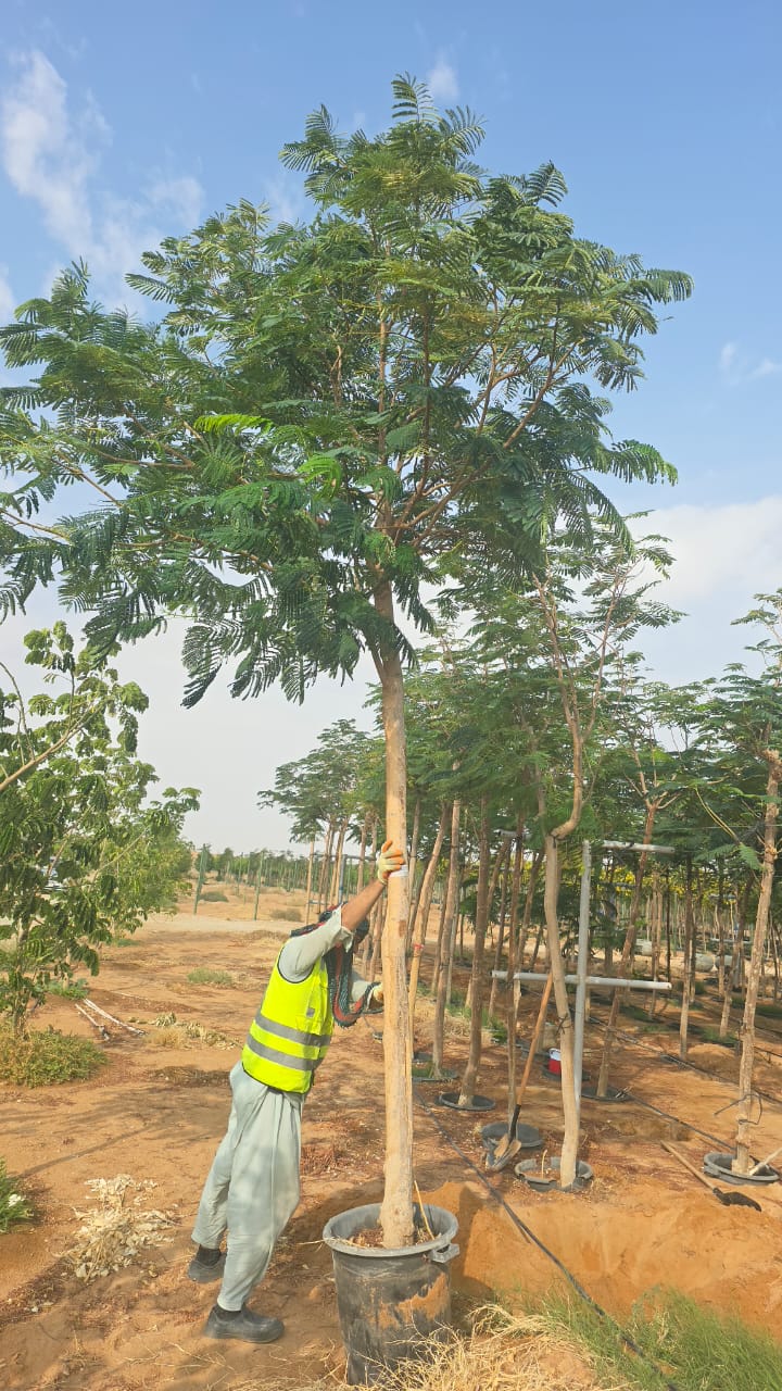 Specimen Mature Landmark Plants