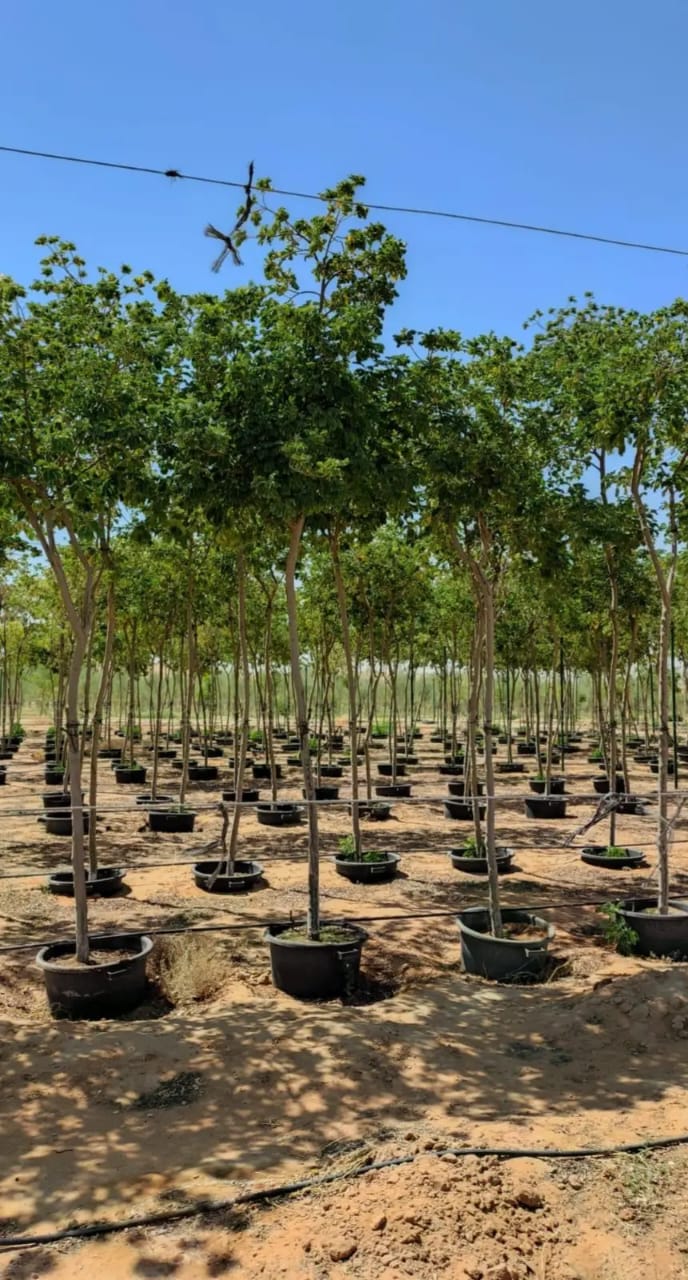 Acclimatized Specimen Shade Plants